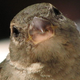 Illustration for article titled So It Turns Out That Sparrows Are Evil